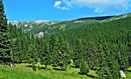 Romania a pierdut Parcul National Retezat. Firma Holzindustrie Schweighofer a cumparat lemn exploatat de firme terte
